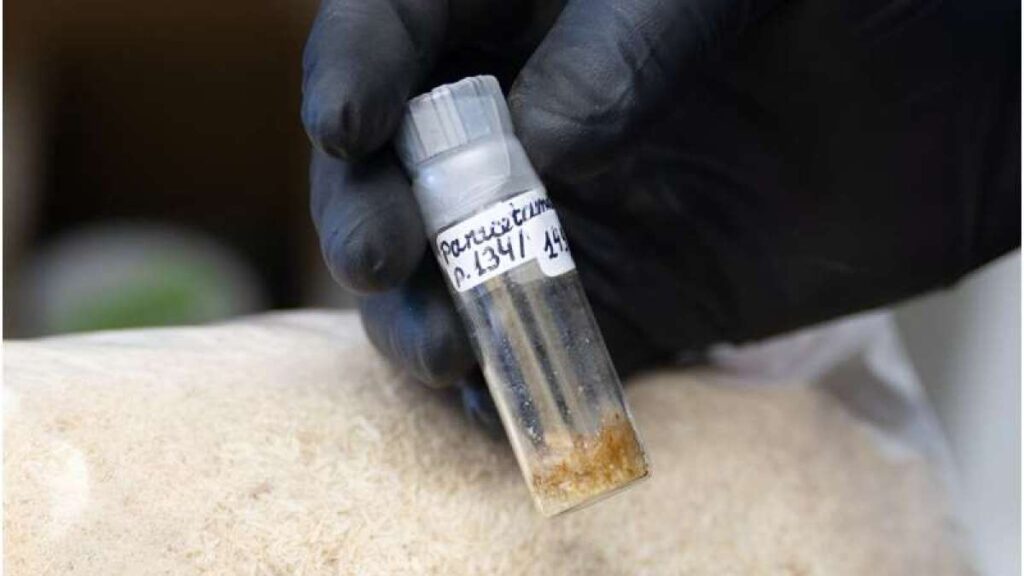 Researchers are developing a way to make a pain reliever from trees