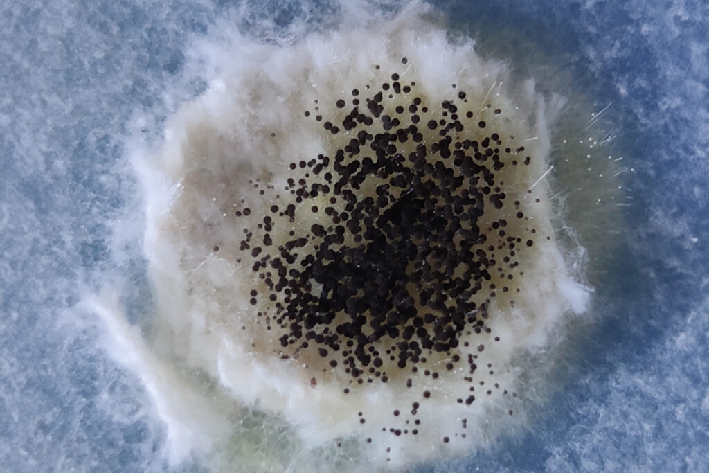 Citric acid in processed foods.. Is it natural or manufactured from black mushrooms and is it toxic?