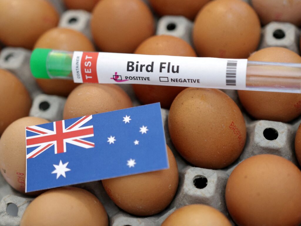 Bird flu was detected on a farm in Australia amid denial of a general shortage of eggs