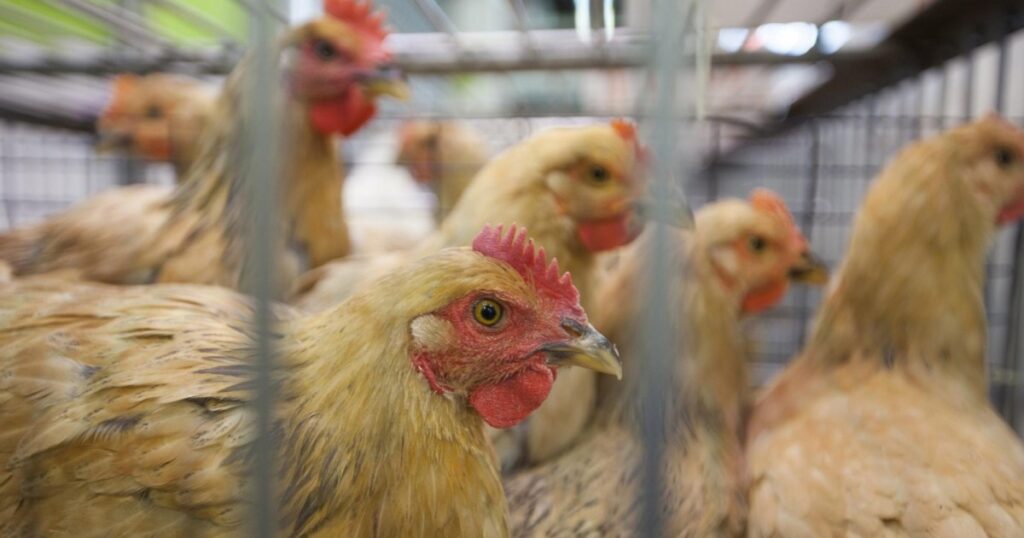 Death of the first human infected with H5N2 bird flu