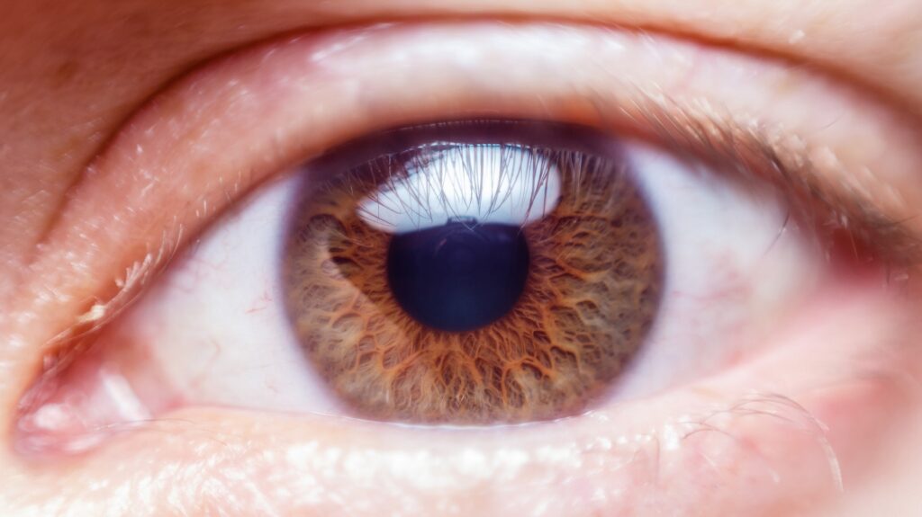 What is a conjunctival appendage?
