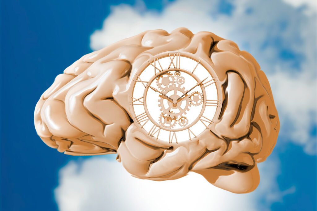 The density of receptors in the biological clock controls the body's daily rhythms.
