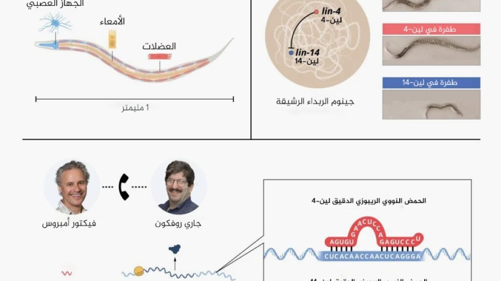 It plays a role in cancer.. Two Americans win the Nobel Prize for Medicine for their discovery of microRNA