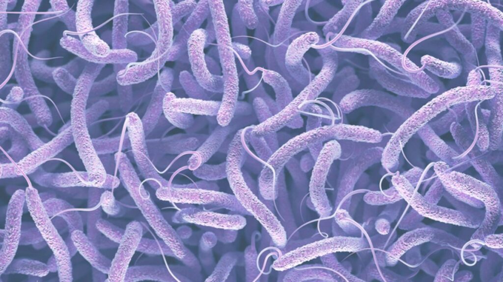 In rare cases, it may cause severe and fatal infections. The increasing spread of Vibrio bacteria in seawater