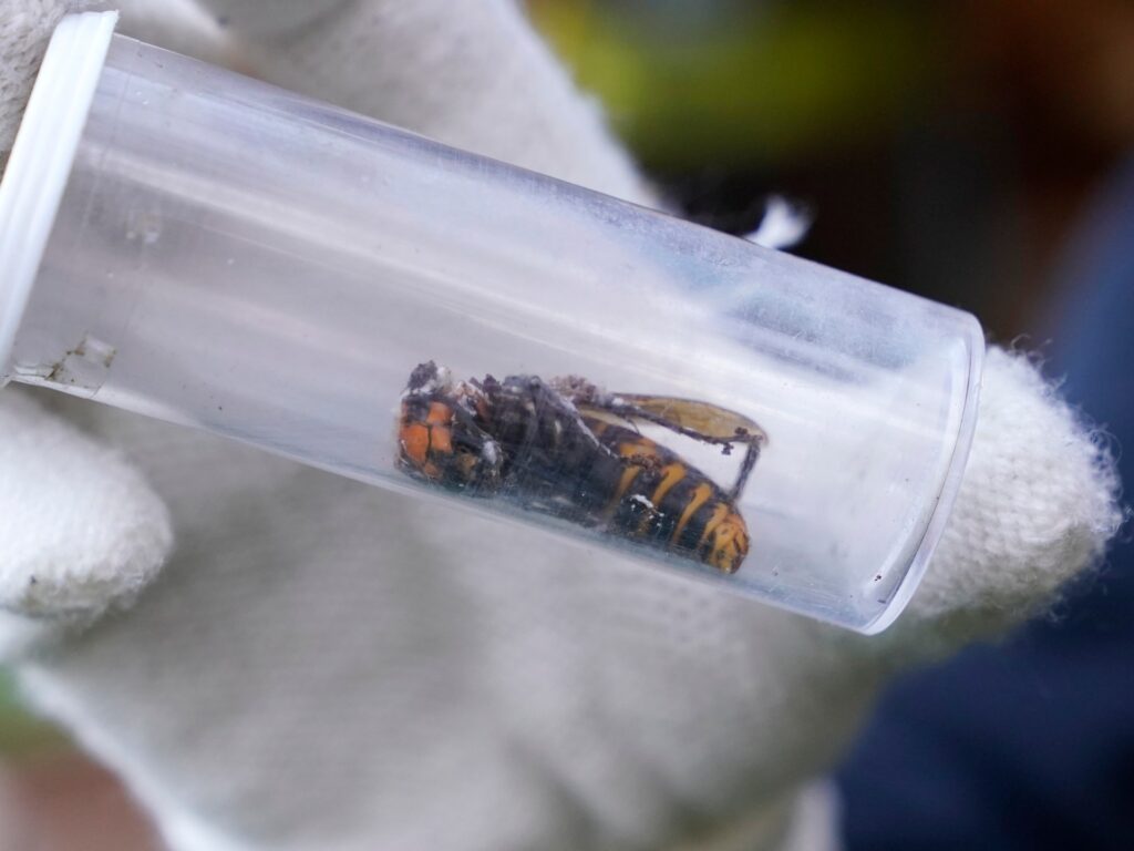 42 people were killed in China. America announces the elimination of the killer hornet