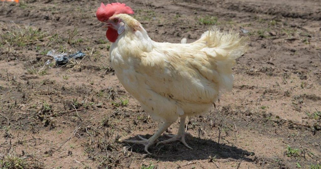 The infected person was exposed to sick and dead birds that he raised in his home.. America announces the first severe human infection with bird flu