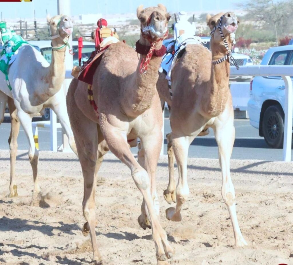 alarab