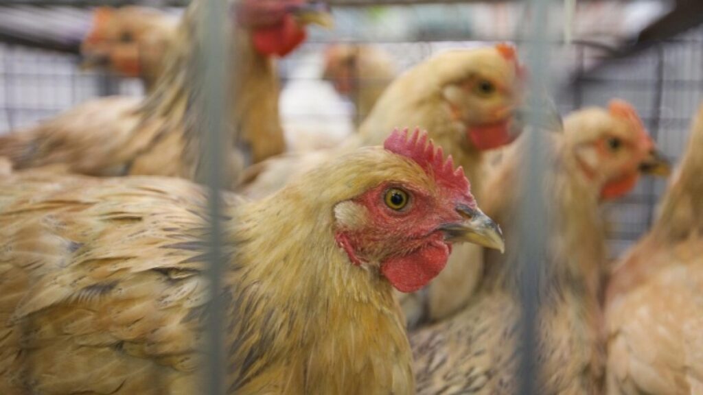 America reveals the first outbreak of the bird influenza "H5N 9" Between poultry