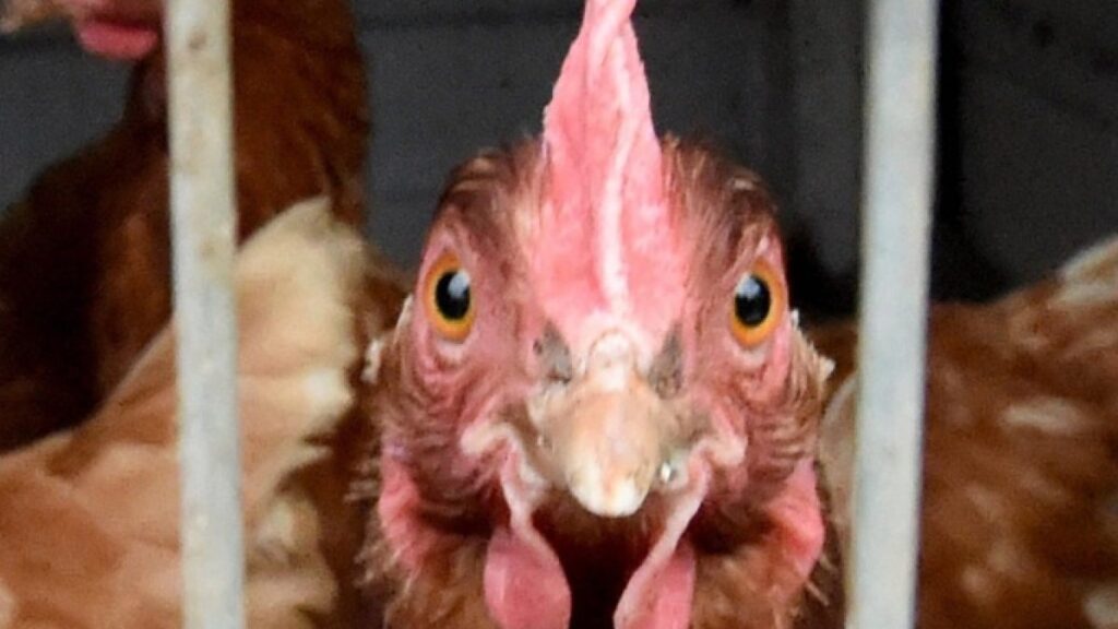 How can regular flu help defend you if you get bird flu?