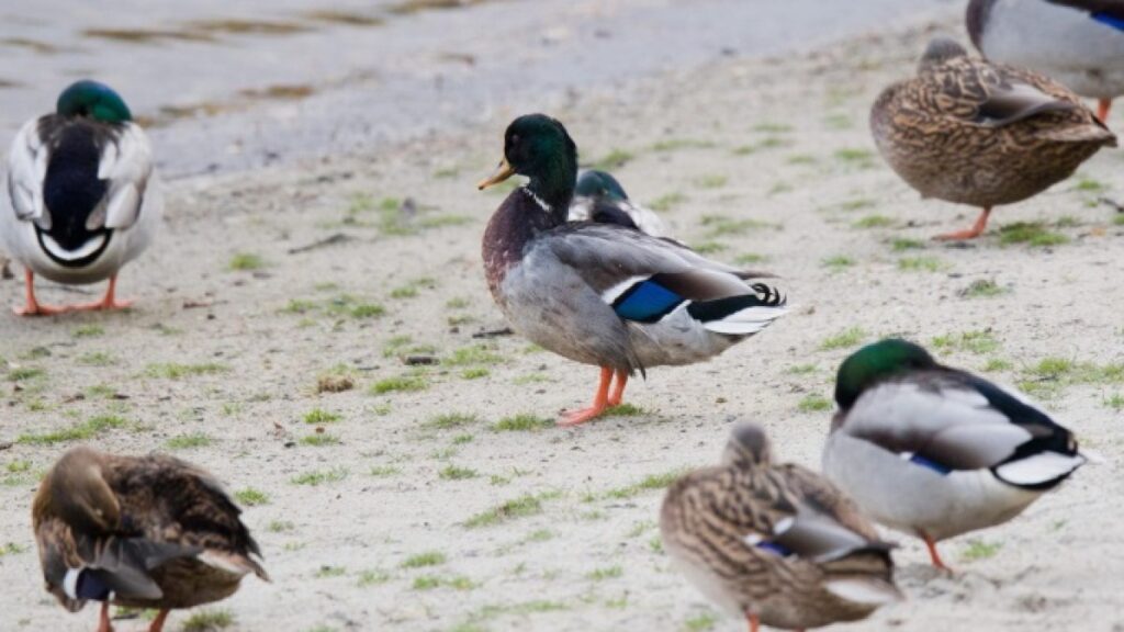 Monitor a rare human infection with bird flu in Britain