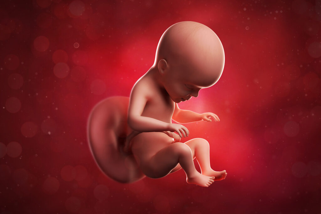 Doctors find two fetuses in the belly of Jenin with the womb of his mother