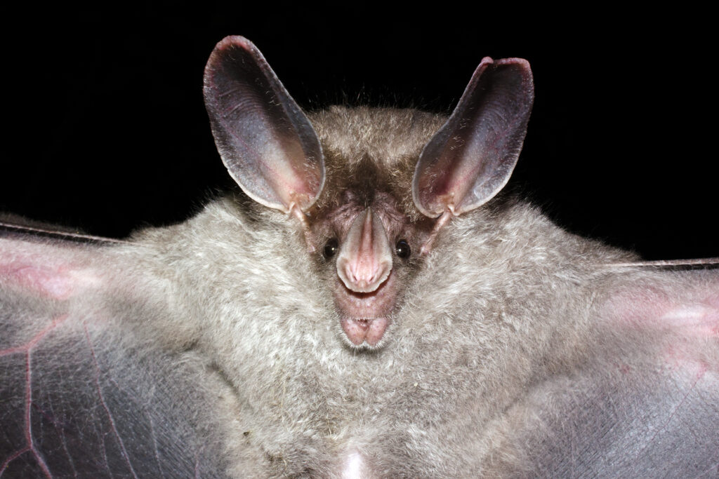 He started eating 3 children with a bat .. A mysterious disease kills dozens in the Congo