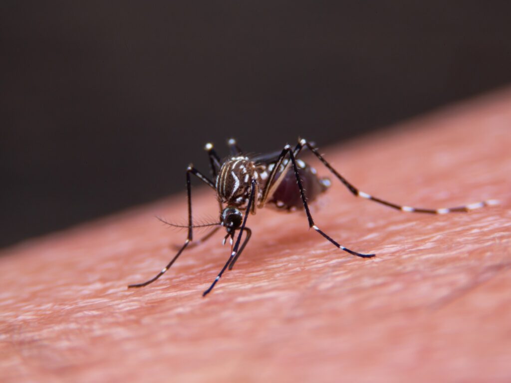 After registering a second death in Australia .. What do you know about Japanese brain inflammation?