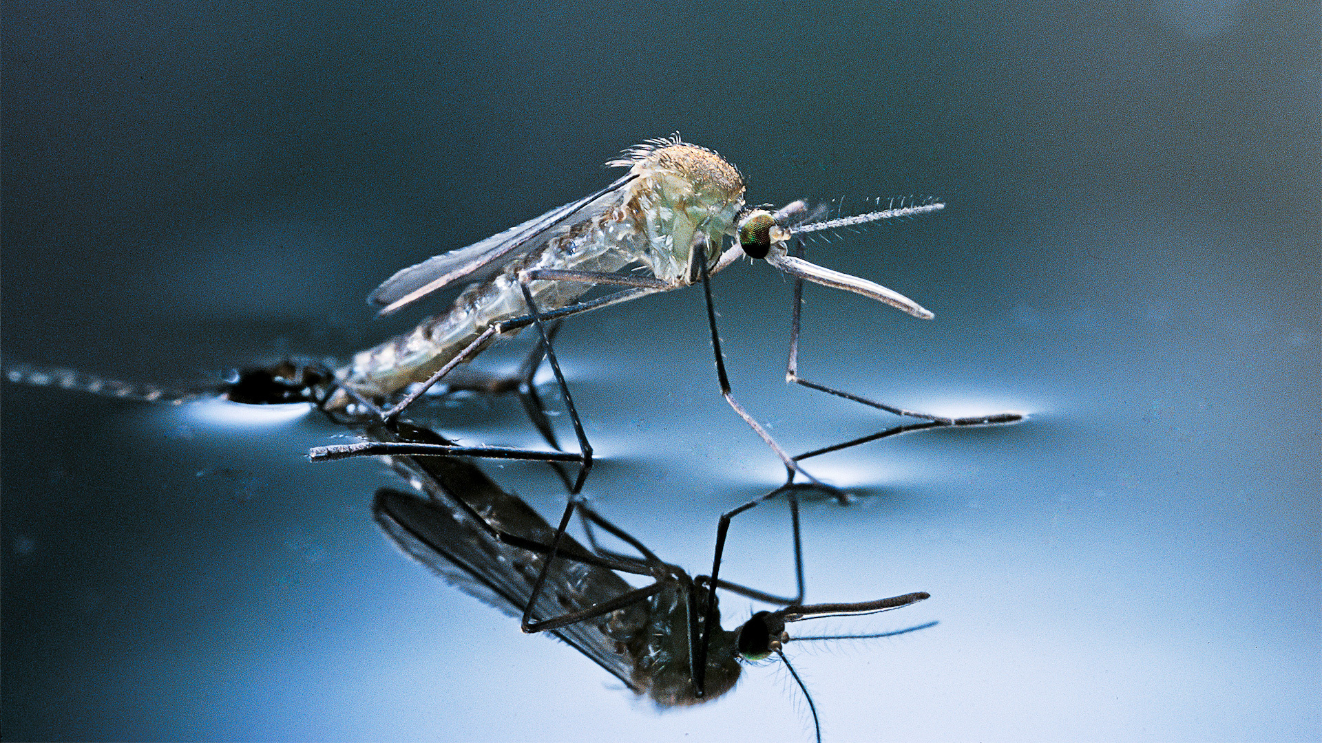 The season of malaria begins in a large part of Africa ... and a warning of a disaster