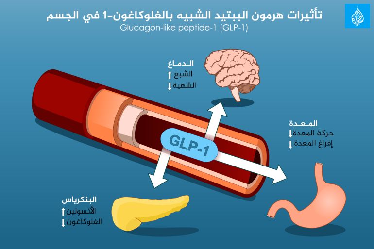 The biblical hormone similar to the glutagon, how the glutagon-like peptide hormone (GLP-1) works