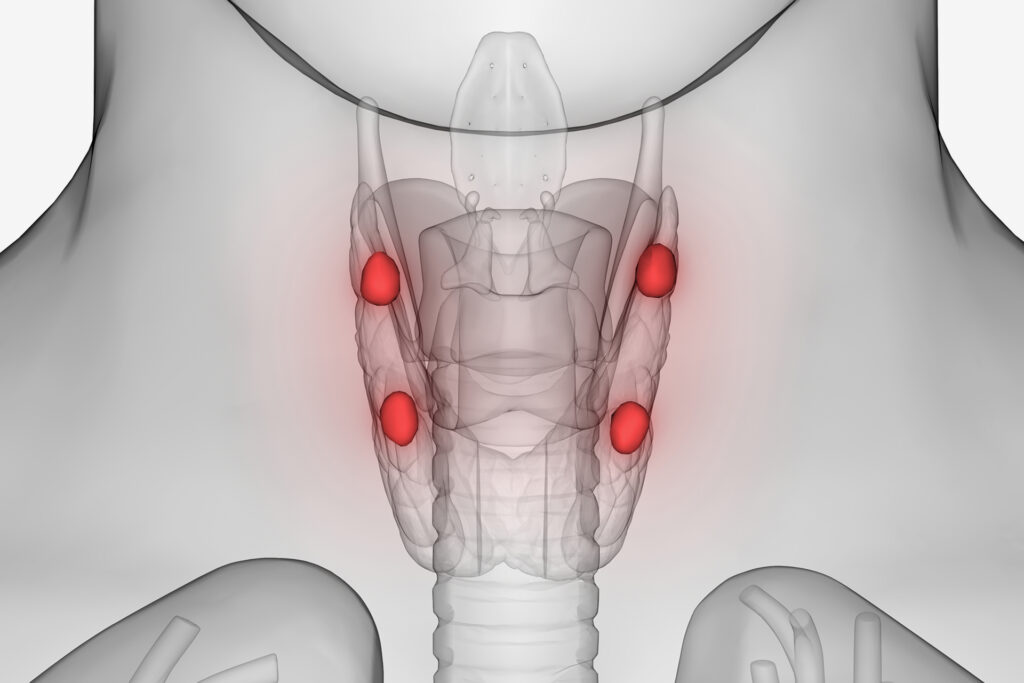 Learn the thyroid glands and their diseases