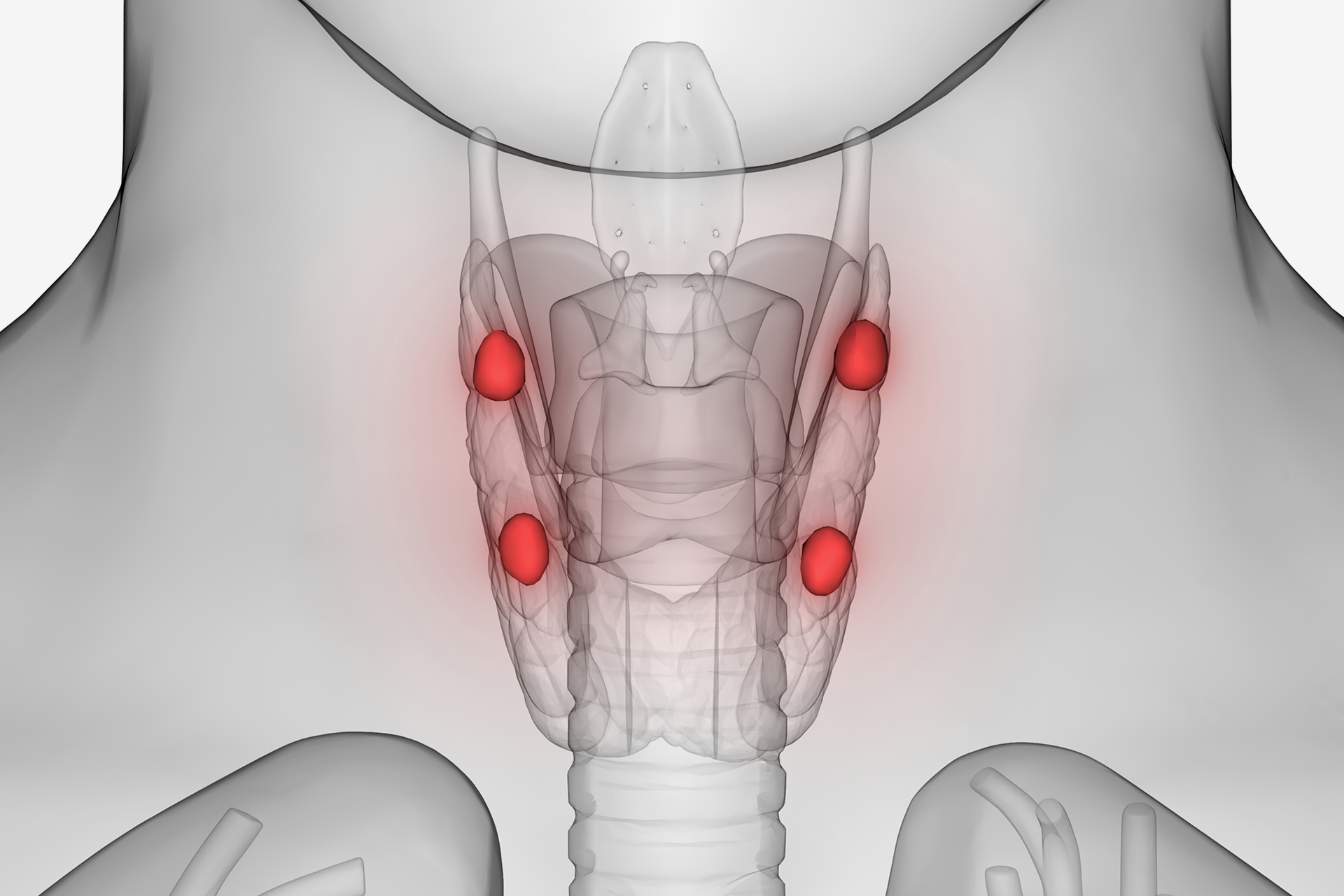 Learn the thyroid glands and their diseases