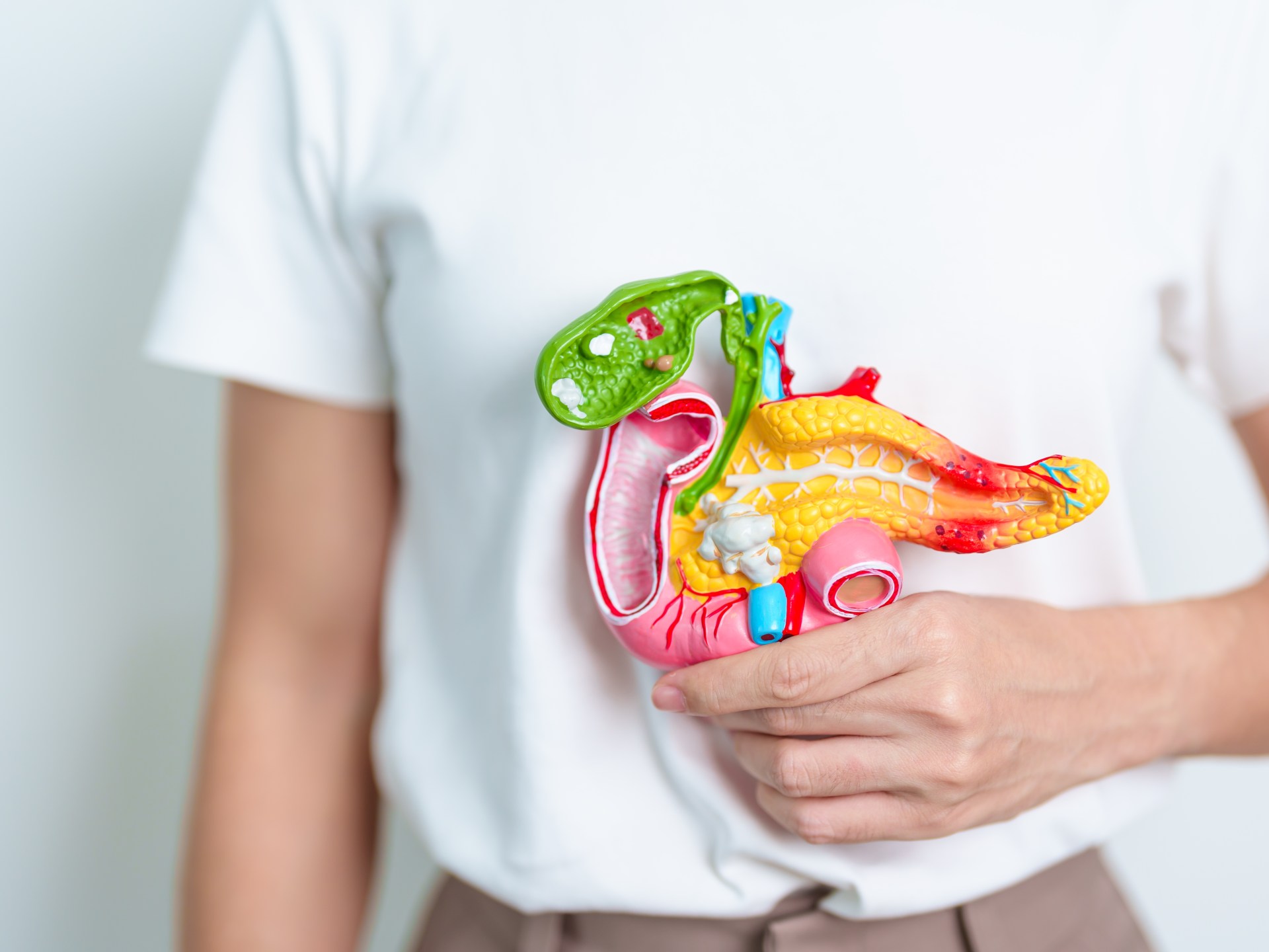 Researchers are developing a model for the cells of the human islands