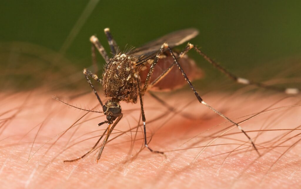 New chemical compounds target the parasite that causes malaria in mosquitoes