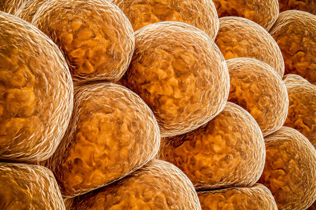 Protein detection may improve obesity and cardiovascular disease