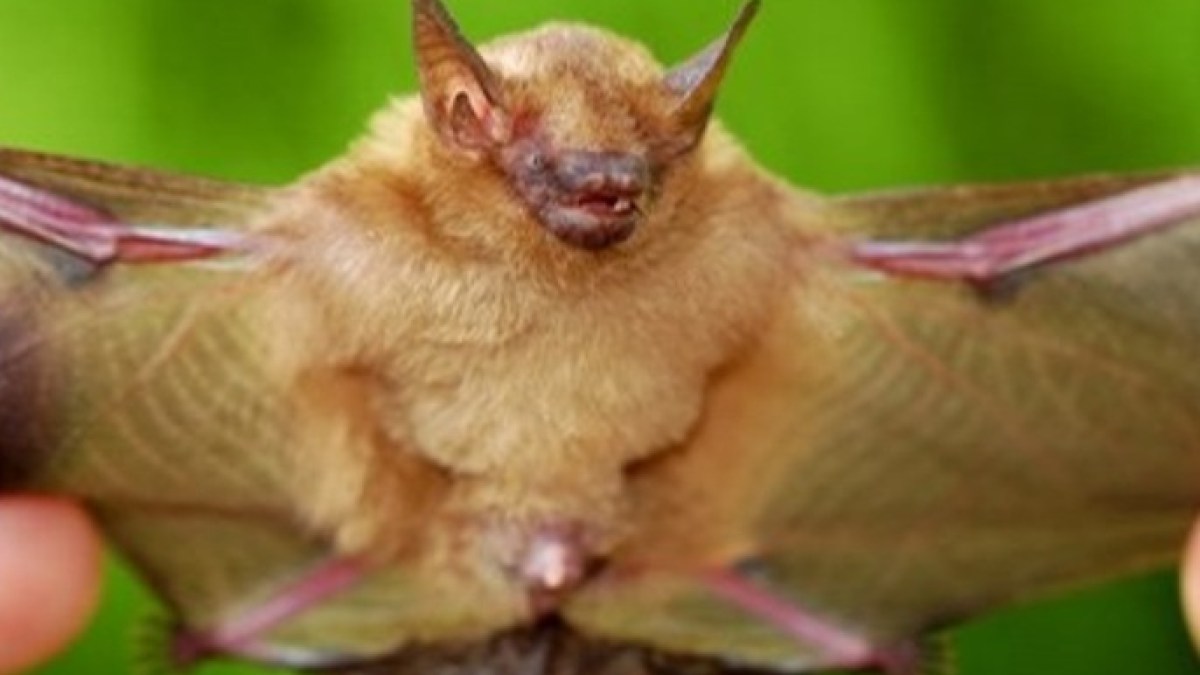 Why don't the bats get cancer?