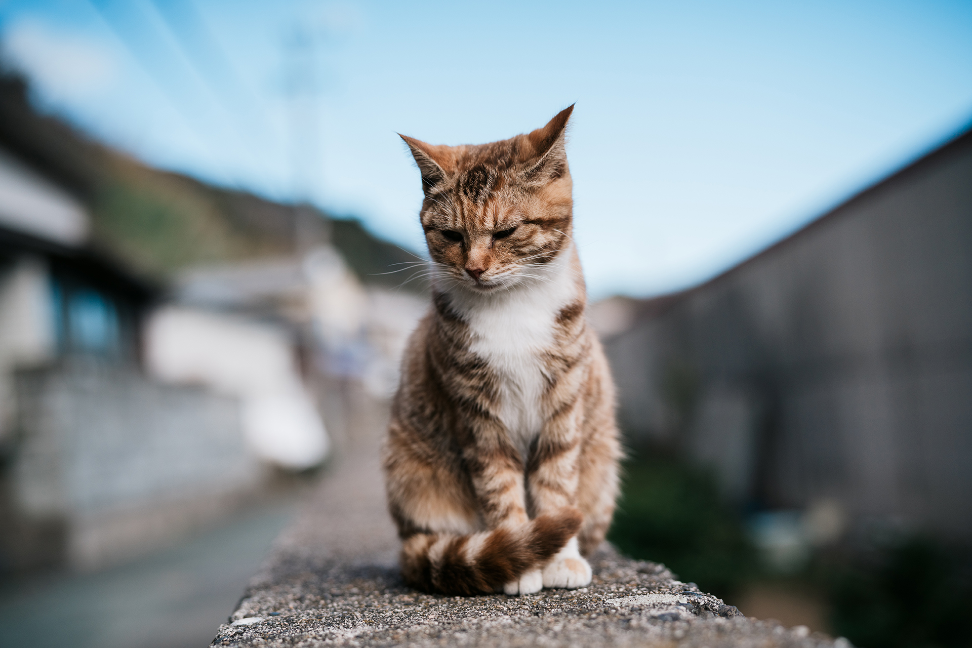 Cats with dementia suffer from what humans suffer from
