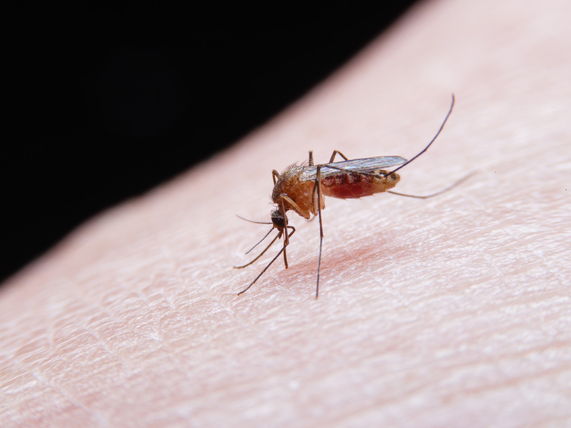 A record rate of injuries to mosquitoes in Europe