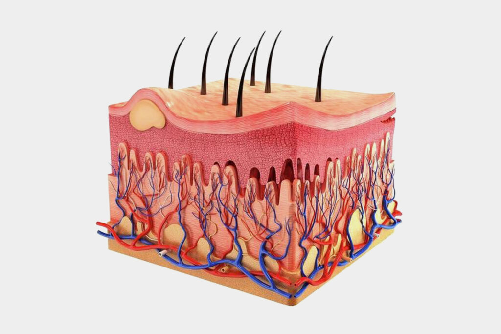 Skin in an injection ... a step towards a new way to treat burns
