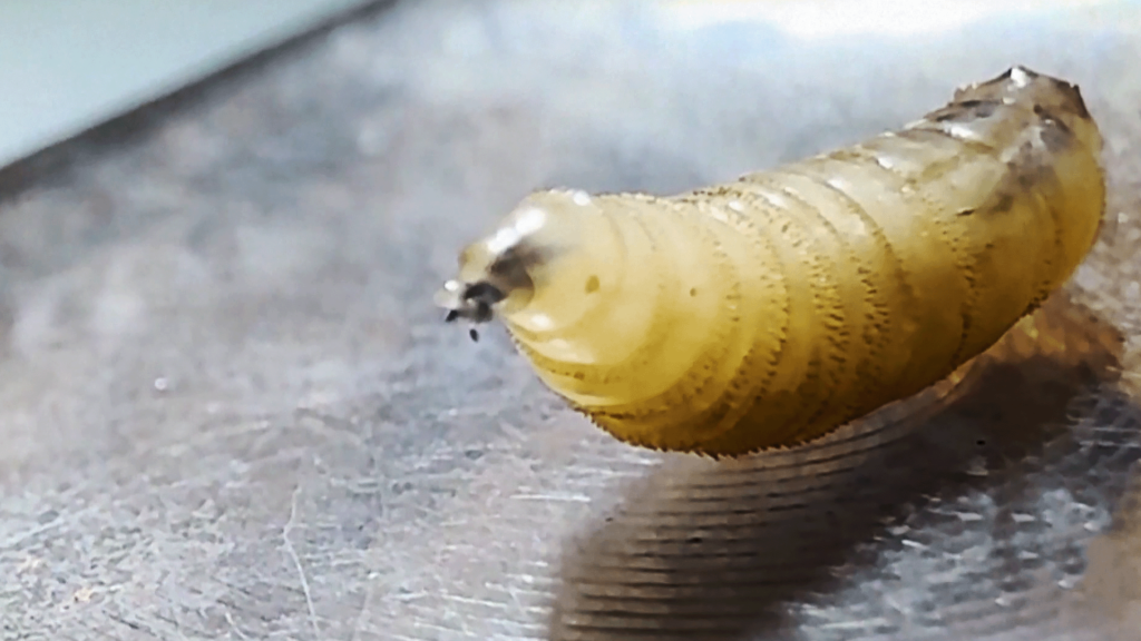 The first human infection in America and tweets: We finished Corona, so a worm that eats meat came to us