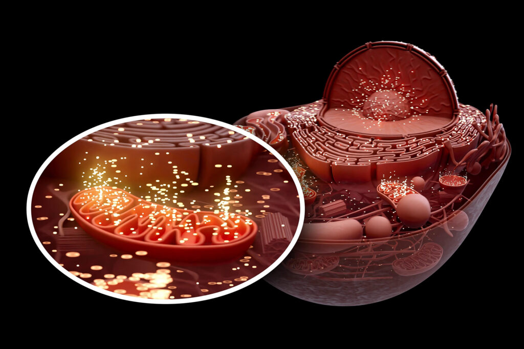 A drug that dries the energy sources that feed the cancer cells