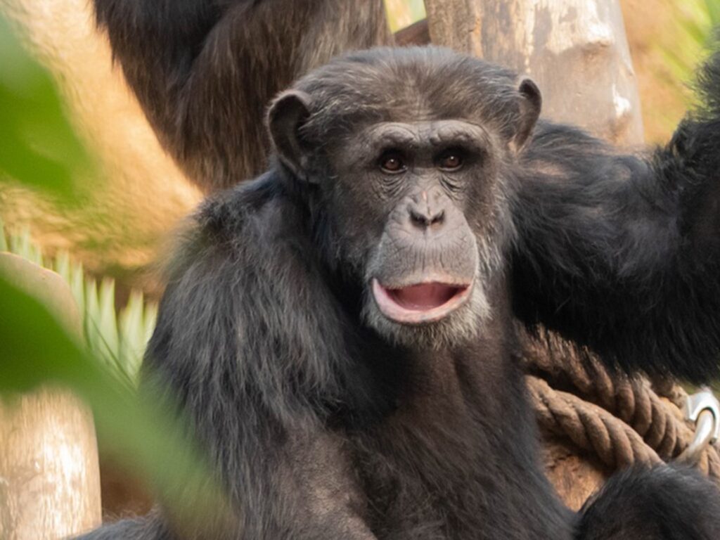 Loss of 12 monkeys from a French Medical Research Center