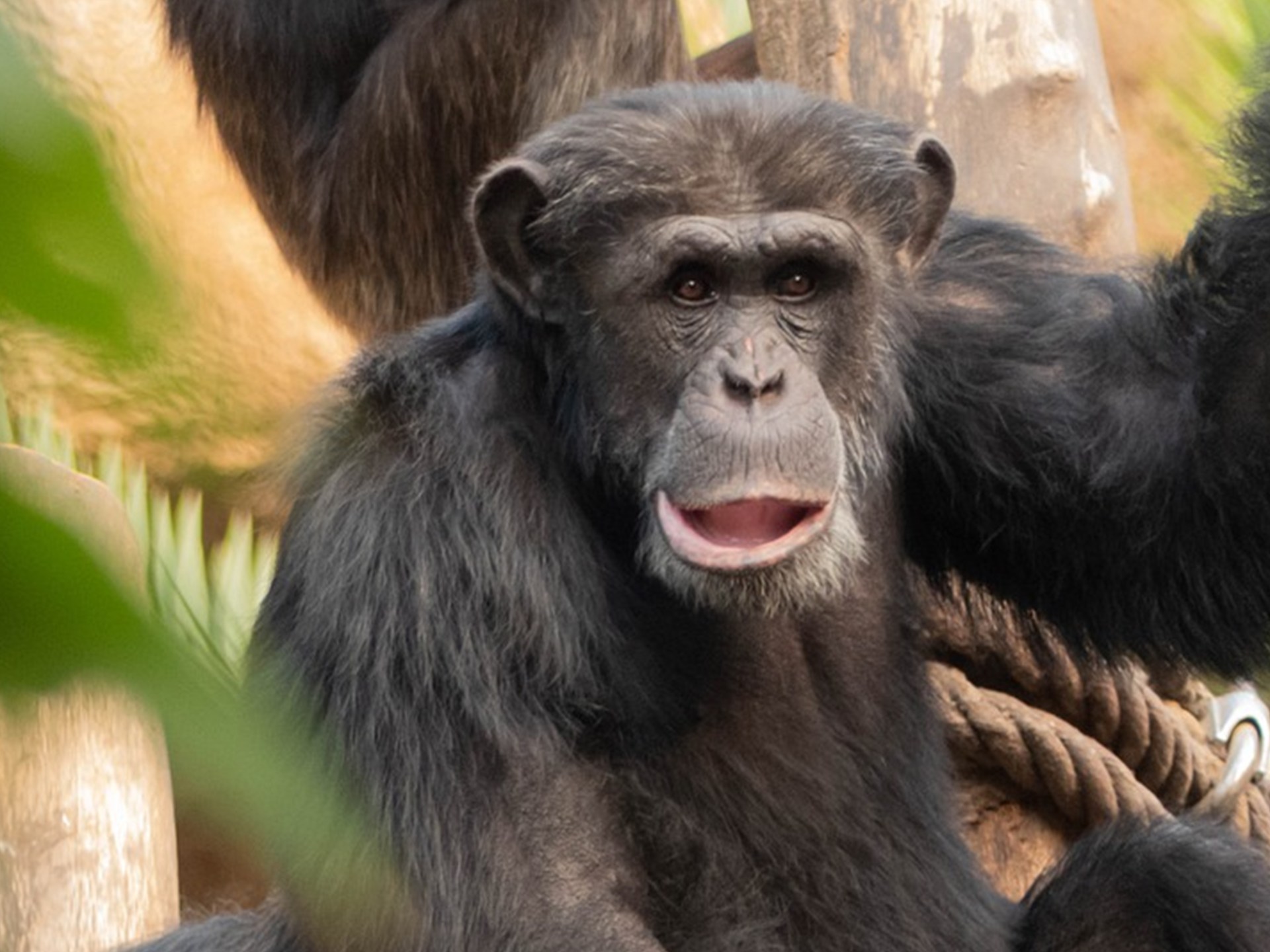 Loss of 12 monkeys from a French Medical Research Center