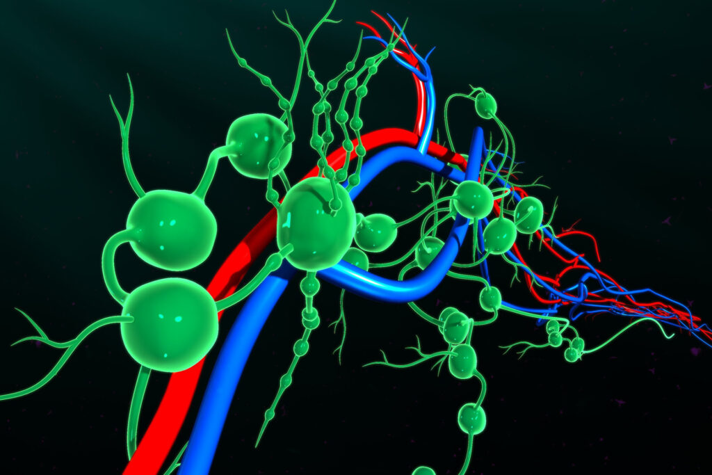 The lymph nodes are partner in the success of immune treatments for cancer