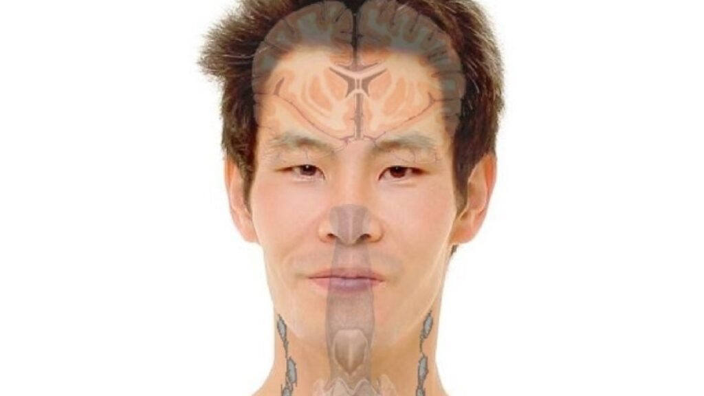 The widening circumference of the neck is an indication of the risk of serious health problems