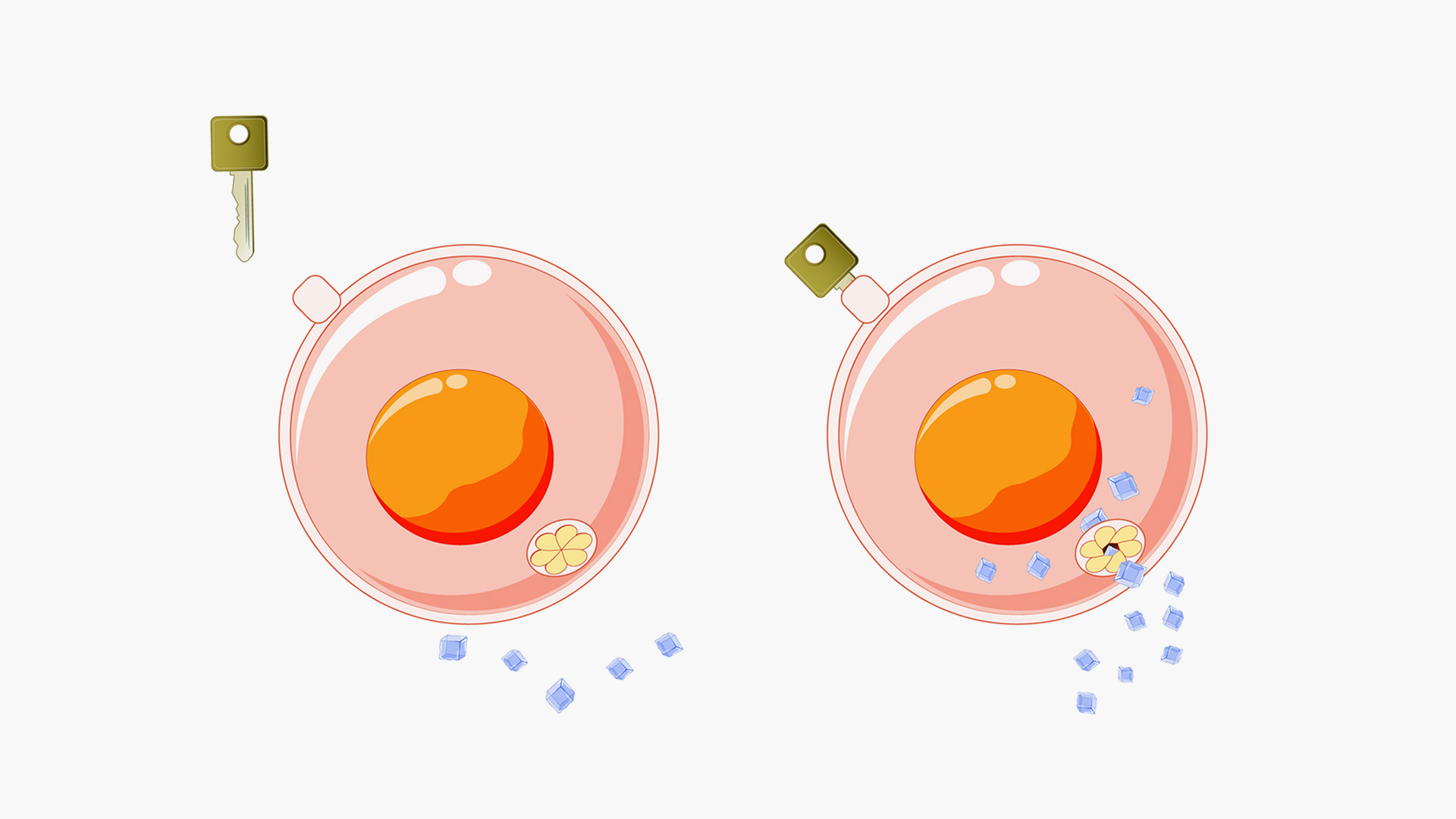 Insulin...from extraction from cows to manufacturing via bacteria