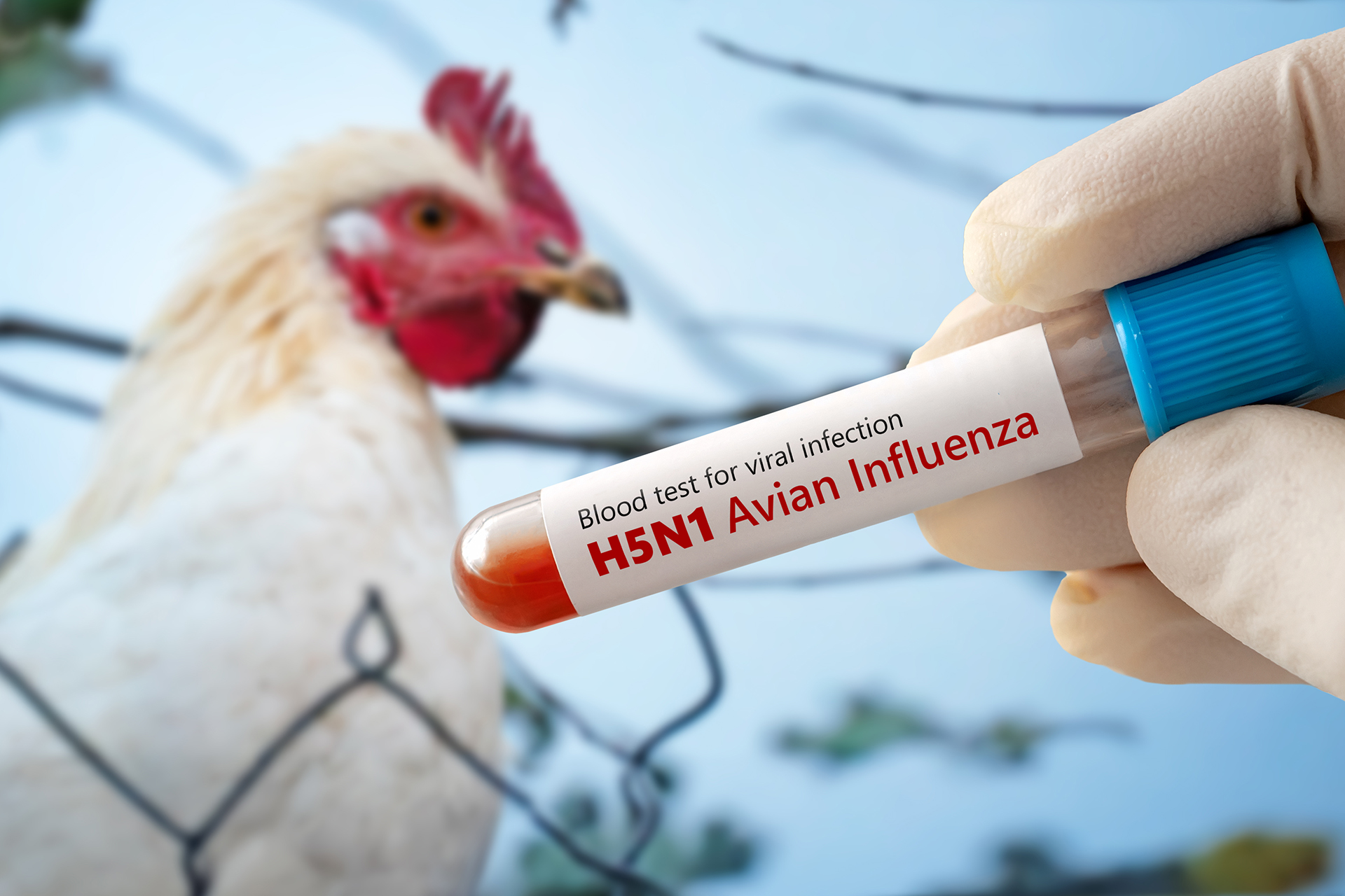 Avian influenza is currently spreading in Germany among wild birds and poultry