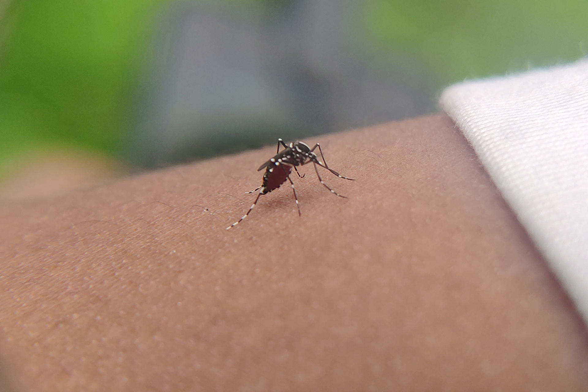 New York records its first local infection with the virus "Chikungunya"