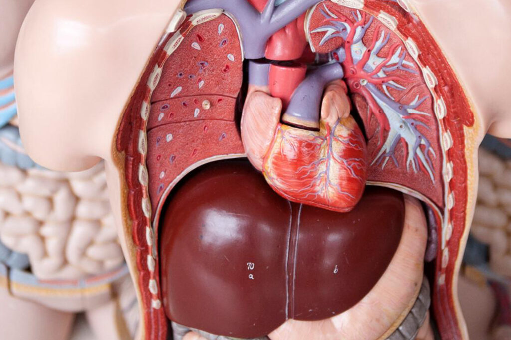 Study: Low-sugar drinks and artificial sweeteners increase the risk of fatty liver