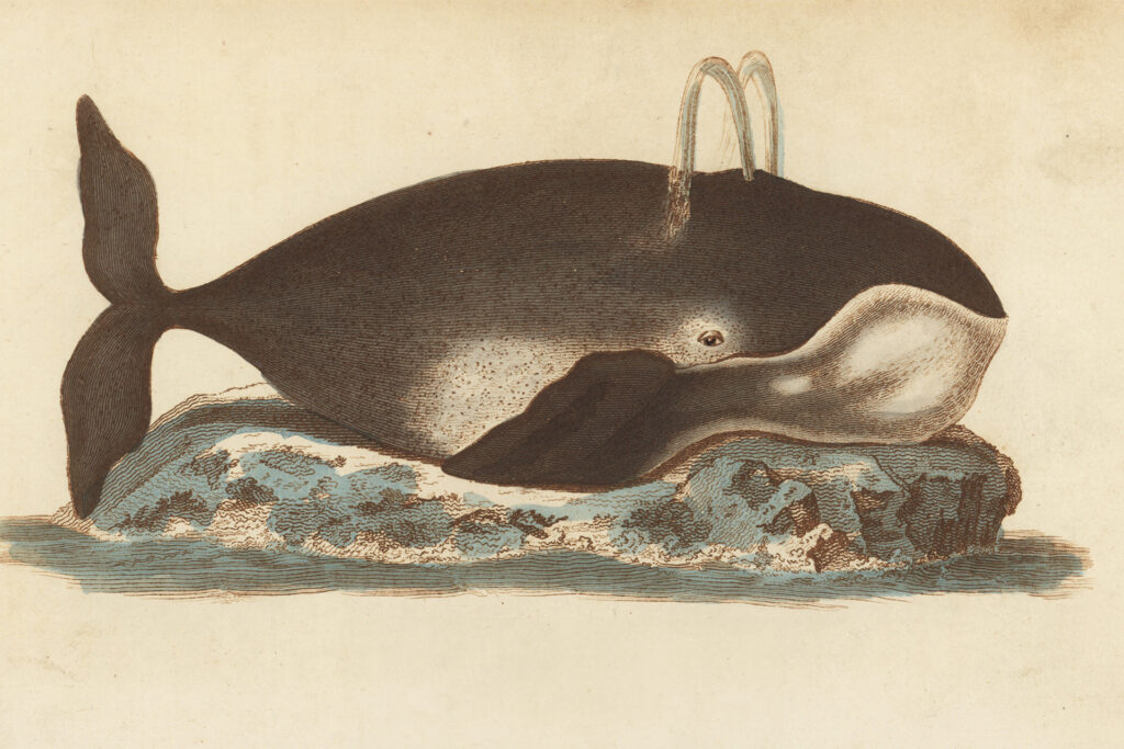 What do we learn from the longevity of bowhead whales?