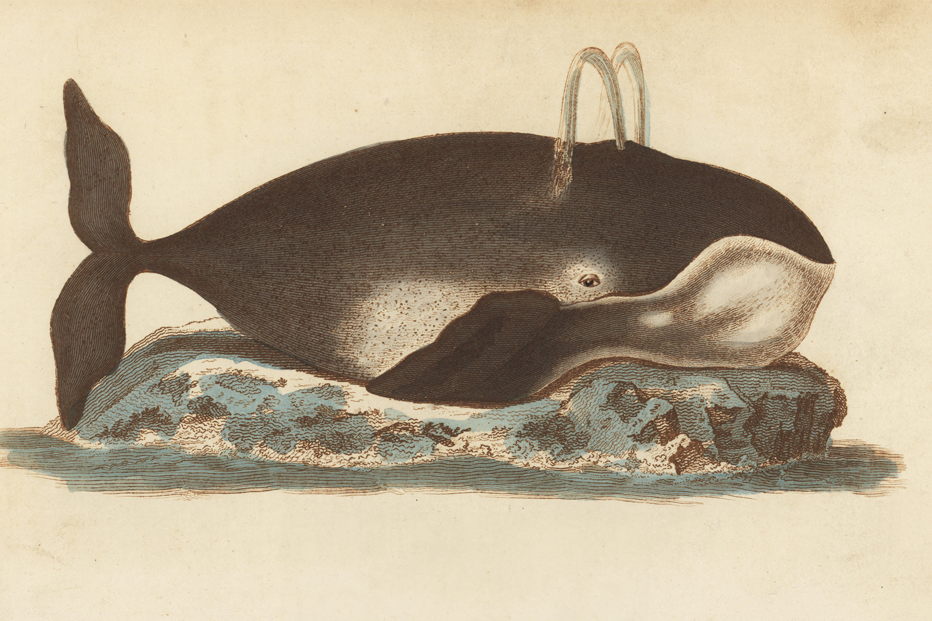 What do we learn from the longevity of bowhead whales?