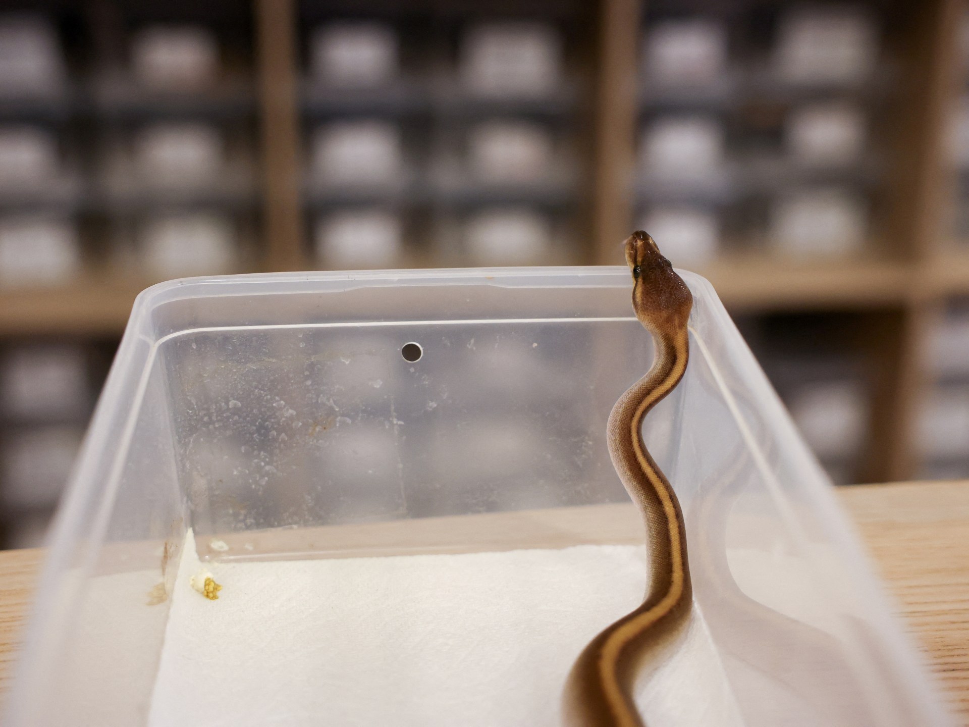 Researchers: Messenger RNA vaccines may one day treat snake bites