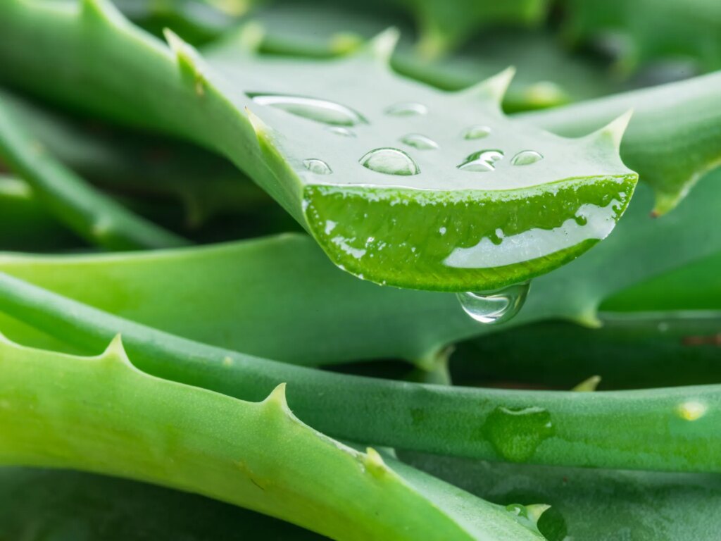 A promising Moroccan study: A compound in aloe vera inhibits Alzheimer's enzymes