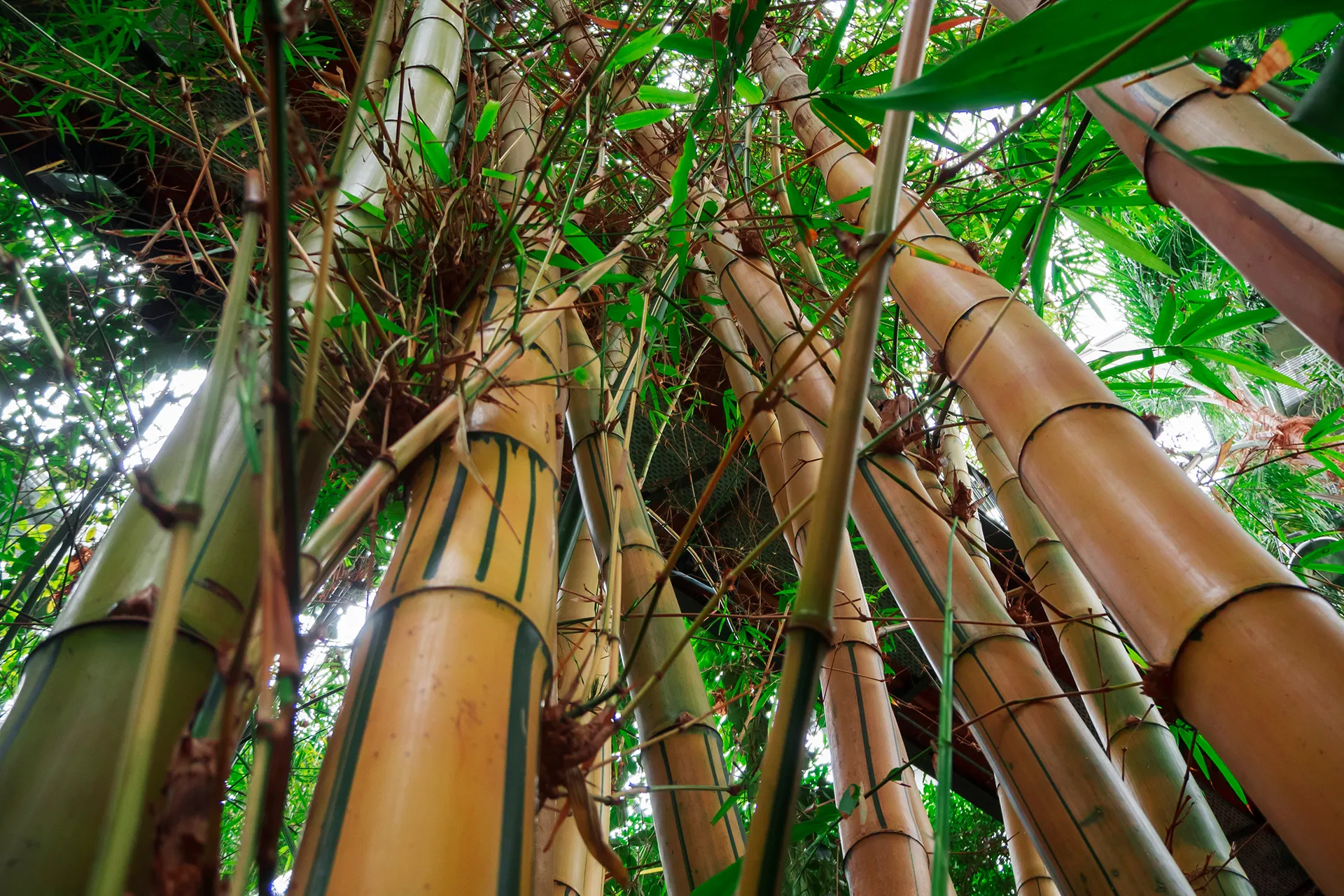 Bamboo is an ideal food that may become toxic. The secret is in the preparation
