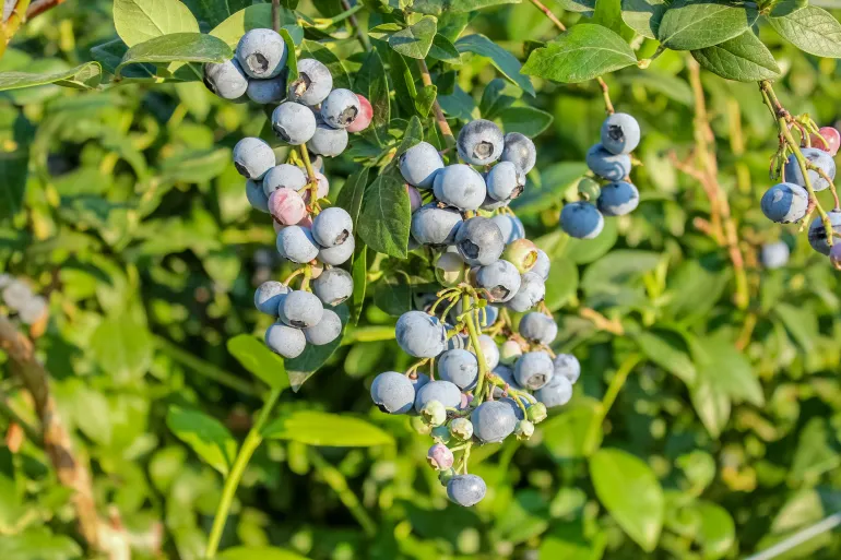 A vibrant close-up of a highbush blueberry branch. Plump, dusky blue berries with a waxy bloom and characteristic star-shaped calyxes hang among lush green leaves. A lush blueberry farm with green bushes laden with ripe blue fruit.