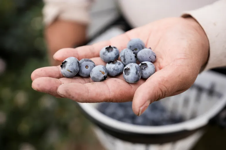 A worker harvests blueberries at the Valle y Pampa farm, a Peruvian blueberry producer and exporter, in Ica, Peru June 6, 2025. REUTERS/Angela Ponce