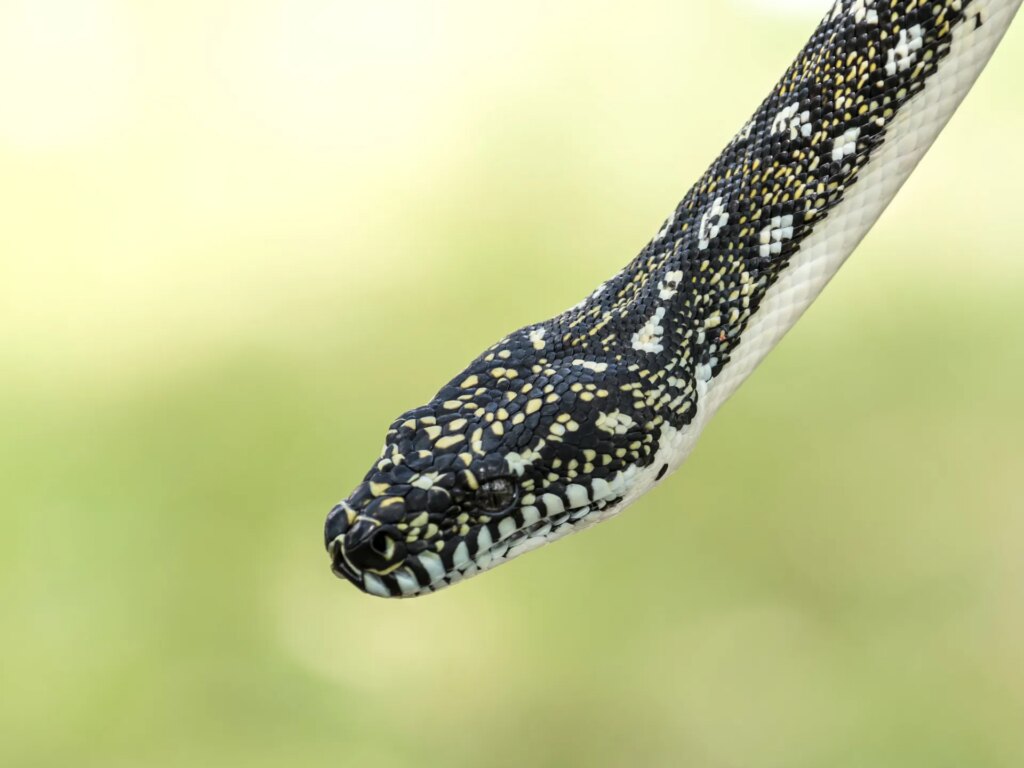 Goodbye to obesity? A molecule in snake blood heralds a revolution in weight-loss drugs