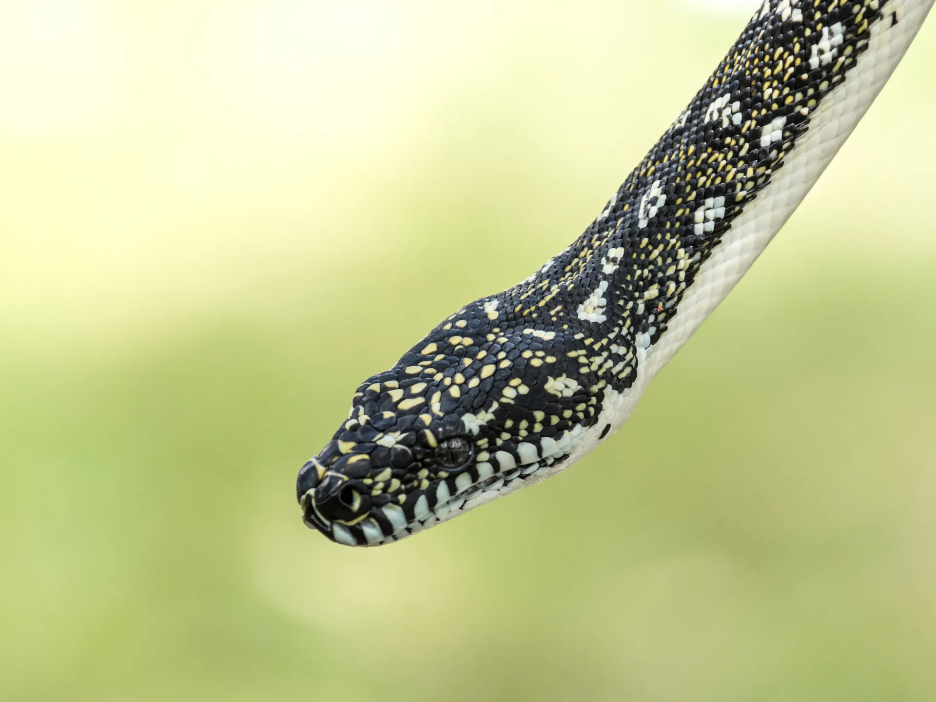 Goodbye to obesity? A molecule in snake blood heralds a revolution in weight-loss drugs
