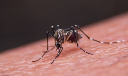 Dengue fever.. How do mosquitoes transmit a virus that threatens millions?