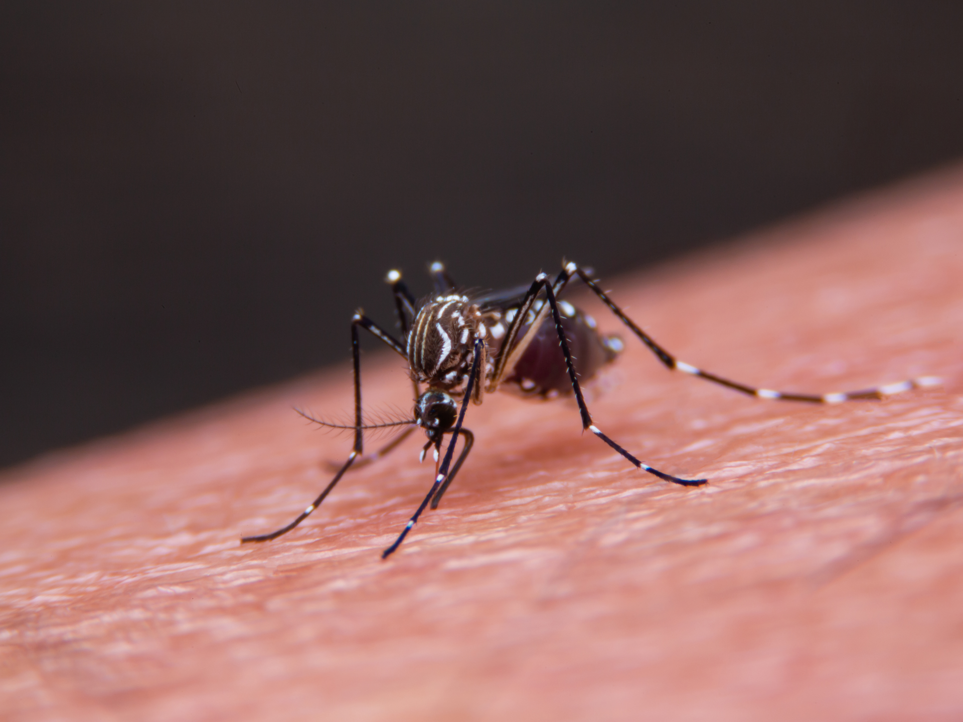 Dengue fever.. How do mosquitoes transmit a virus that threatens millions?