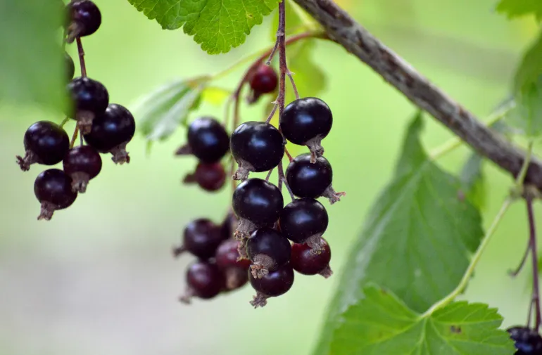black currant